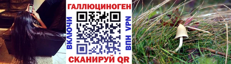 наркошоп  Лениногорск  Псилоцибиновые грибы Psilocybine cubensis 